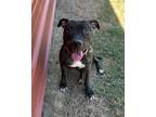 Adopt Elle a Brindle Pit Bull Terrier dog in Opelousas, LA (38677263)