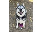 Adopt Mella a Black - with White Siberian Husky / Mixed dog in Ramona