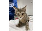 Adopt Phoenix a Gray, Blue or Silver Tabby Domestic Shorthair / Mixed (short