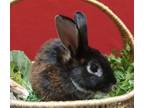 Adopt Billy Joel a New Zealand / Mixed rabbit in Vancouver, WA (38869085)