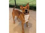 Adopt Stryker a German Shepherd Dog / Mixed dog in Norman, OK (38825309)