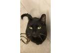 Adopt Midnight a Domestic Shorthair / Mixed (short coat) cat in New York