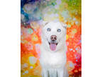 Adopt Thelma a White Husky / Mixed dog in Houston, TX (38624626)