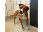 Adopt Patrick a Brown/Chocolate Boxer / Mixed dog in El Paso, TX (38805471)