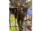 Adopt Maple Hill a All Black Domestic Shorthair / Mixed (short coat) cat in