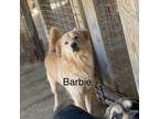 Adopt Barbie a Labrador Retriever, Shepherd