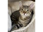 Adopt Duo a Brown Tabby Domestic Shorthair / Mixed (short coat) cat in Satellite