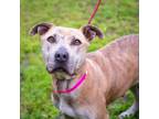 Adopt Astrid a Black Mouth Cur, American Staffordshire Terrier