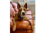 Adopt Lady Mae a Brown/Chocolate - with White American Staffordshire Terrier /