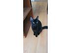 Adopt Ophelia a All Black Domestic Shorthair / Mixed (long coat) cat in Elgin