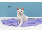 Adopt White Ash a White Domestic Shorthair / Domestic Shorthair / Mixed cat in