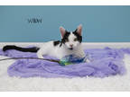 Adopt Willow a White Domestic Shorthair / Domestic Shorthair / Mixed cat in