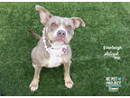 Adopt Everleigh a Tan/Yellow/Fawn American Pit Bull Terrier / Mixed dog in