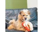 Adopt Chuy a Tan/Yellow/Fawn Terrier (Unknown Type, Small) / Mixed dog in