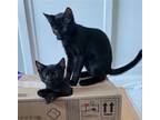 Adopt Dalton and Atom a All Black Domestic Shorthair / Mixed (short coat) cat in