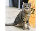 Adopt Sparky a Brown Tabby Domestic Shorthair / Mixed (short coat) cat in Los