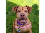 Adopt Buddy a Brown/Chocolate Mixed Breed (Large) / Mixed dog in Naples