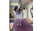 Adopt Oreo--DOG OF THE MONTH! a White - with Black Blue Heeler / Mixed dog in