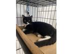 Adopt Transmission a Black & White or Tuxedo Domestic Shorthair / Mixed (short