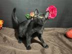 Adopt Kanga a All Black Domestic Shorthair / Mixed (short coat) cat in