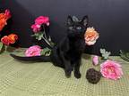 Adopt Blizzard a All Black Domestic Shorthair / Mixed (short coat) cat in