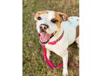 Adopt Molly a White - with Red, Golden, Orange or Chestnut Hound (Unknown Type)