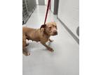 Adopt Peggy a Mixed Breed