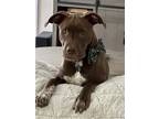 Adopt Amos Lonestar a Brown/Chocolate - with White Pit Bull Terrier / Mixed dog