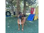 Adopt Bernadette a Brown/Chocolate - with Black Boxer / Black Mouth Cur dog in