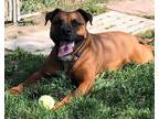 Adopt Bernadette a Brown/Chocolate - with Black Boxer / Black Mouth Cur dog in