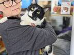 Adopt Gage a Black & White or Tuxedo Domestic Shorthair / Mixed (short coat) cat