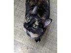 Adopt Janice Joplin a Tortoiseshell Domestic Shorthair / Mixed (short coat) cat