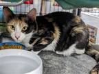 Adopt Roseanne a Calico or Dilute Calico Calico / Mixed (short coat) cat in St.