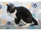 Adopt P J - 37977 a Black & White or Tuxedo Domestic Shorthair / Mixed (short