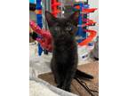 Adopt Storm a Black (Mostly) Domestic Shorthair (short coat) cat in Columbus