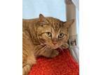 Adopt Peanut Butter a Orange or Red Domestic Shorthair / Domestic Shorthair /