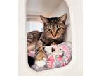 Adopt Cat 23023 (Rolo) a Brown or Chocolate Domestic Shorthair (short coat) cat
