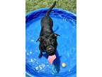 Adopt NOVA a Labrador Retriever, Mixed Breed