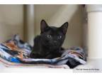 Adopt Fiera a All Black Domestic Shorthair (short coat) cat in Fresno