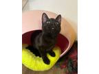 Adopt Kitten 24675 (Pistachio) a All Black Domestic Shorthair (short coat) cat