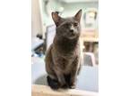 Adopt Honeydew a Gray or Blue Domestic Shorthair / Mixed (short coat) cat in
