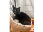 Adopt Joss a Domestic Short Hair