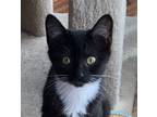 Adopt Tiny Tux (bonded with Mr Mustache) a Black & White or Tuxedo Domestic