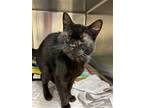 Adopt 2306-0578 Gigi a All Black Domestic Shorthair / Mixed (short coat) cat in