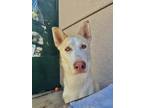 Adopt Taussig a Siberian Husky / Mixed dog in San Diego, CA (38720283)
