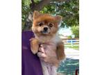 Adopt Roxy a Red/Golden/Orange/Chestnut Pomeranian / Mixed dog in Temecula