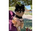 Adopt Jasmine a Black - with Tan, Yellow or Fawn Pomeranian / Mixed dog in