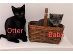 Adopt Otter a All Black Domestic Shorthair / Mixed (short coat) cat in Maggie
