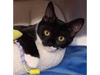 Adopt Tux a Black & White or Tuxedo Domestic Shorthair / Mixed (short coat) cat