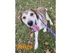 Adopt Bingo a Tan/Yellow/Fawn Great Pyrenees / Mixed dog in Independence